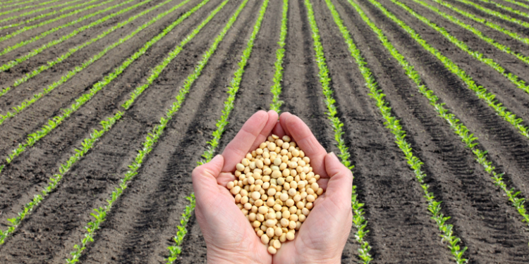 Derivados da soja sofrem queda em MT no primeiro bimestre