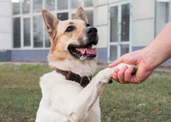 Sousa Andrade promove Circuito Pet em frente ao Parque Vaca Brava