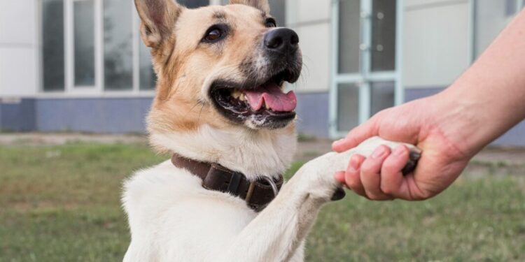 Sousa Andrade promove Circuito Pet em frente ao Parque Vaca Brava