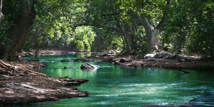 Dia Mundial da Água: biólogo, responsavel pela Ecoliv Soluções Ambientais, fala sobre uso consciente da água para a indústria e agropecuária