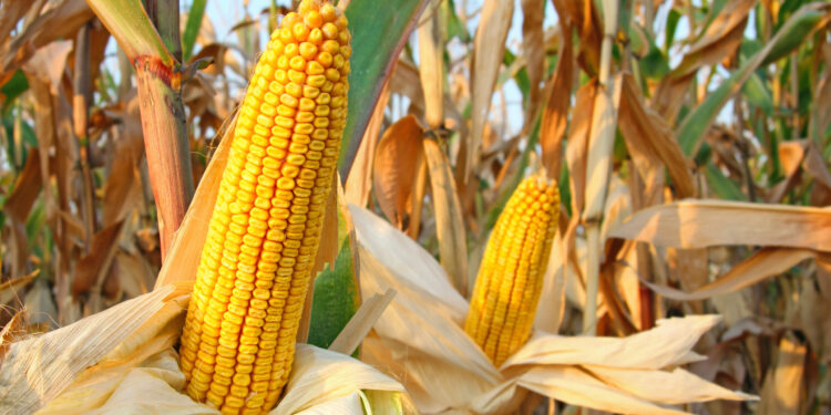 Desafios fitossanitários no milho safrinha alertam agricultores para manejo eficiente