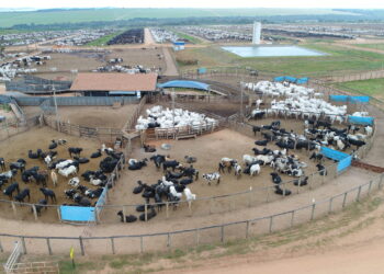 Eventos em GO, MT, MS e SP sinalizam proximidade do ciclo de alta na pecuária