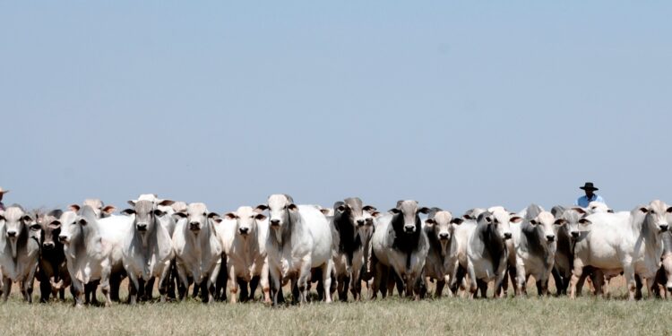 Seleon Biotecnologia marca presença em Dia de Campo da Fazenda Jacamim, em Mato Grosso