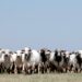 Seleon Biotecnologia marca presença em Dia de Campo da Fazenda Jacamim, em Mato Grosso