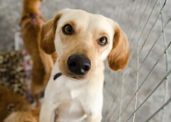 Shopping Gallo promove evento voltado aos pets em maio