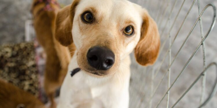 Shopping Gallo promove evento voltado aos pets em maio