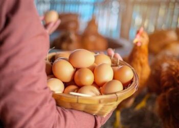 Granja tecnológica investe R$ 120 milhões em Goiás