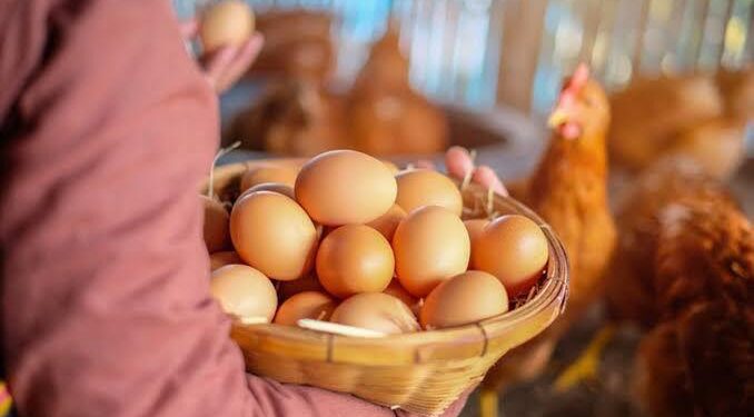 Granja tecnológica investe R$ 120 milhões em Goiás