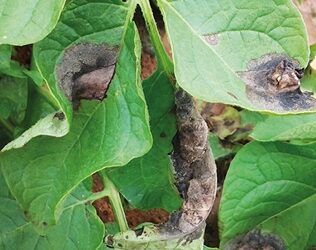 Agricultores devem ficar em alerta com os perigos da requeima em cultivos da batata e do tomate