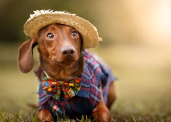 CMO realiza arraiá pet no próximo domingo, 30