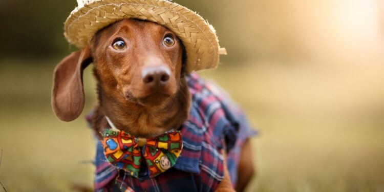 CMO realiza arraiá pet no próximo domingo, 30