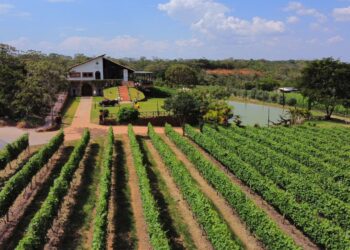 Expovitis Brasil 2024: Distrito Federal sedia evento que reunirá a cadeia produtiva de vinhos