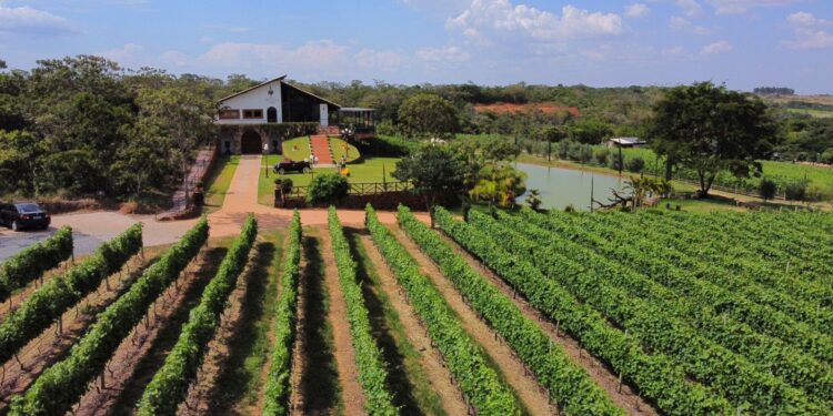 Expovitis Brasil 2024: Distrito Federal sedia evento que reunirá a cadeia produtiva de vinhos