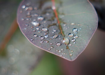 Goiás registra menor precipitação em 30 anos, aponta EarthDaily Agro