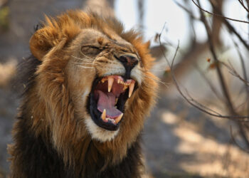 Haddad ataca novamente. A alegria de contribuinte dura pouco