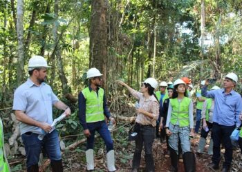 Mato Grosso promove evento sobre gestão florestal