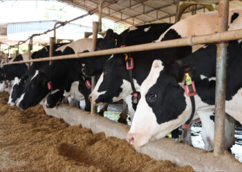 Parceria COWMED e CCPR oferece acesso à tecnologia de ponta aos produtores de leite de GO e MG