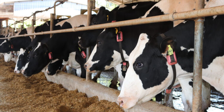 Parceria COWMED e CCPR oferece acesso à tecnologia de ponta aos produtores de leite de GO e MG