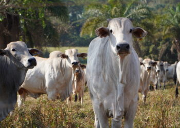 Parceria entre Elanco e MFG Agropecuária é reconhecida pelo bem-estar animal