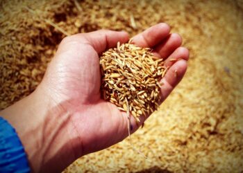 Sell Agro promove ação para impulsionar o agro local