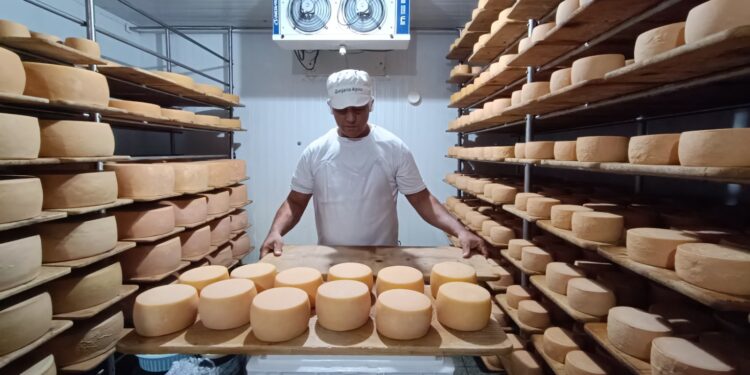 Goiás avança na produção de queijo artesanal reconhecido nacionalmente