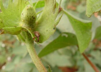 Safra 23/24 tem a pior média de ataque do bicudo do algodoeiro em MT