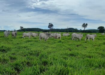 Tradição e inovação na pecuária são tema de encontro em Rondonópolis