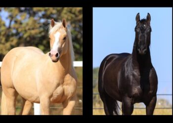 5ª Edição dos Rancheiros Horse Show: exposição de cavalos Quarto de Milha promete movimentar R$ 1,2 mi