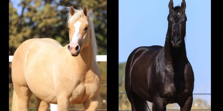 5ª Edição dos Rancheiros Horse Show: exposição de cavalos Quarto de Milha promete movimentar R$ 1,2 mi