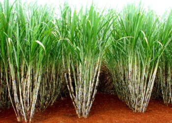 Sphenophorus levis causa prejuízo de 1,6 toneladas na cana-de-açúcar