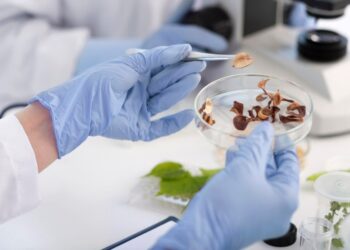 Mercado brasileiro de sementes deve crescer 8% ao ano até 2027