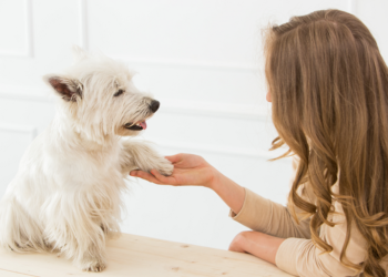 Demanda por manipulação de medicamentos para pets cresce no DF