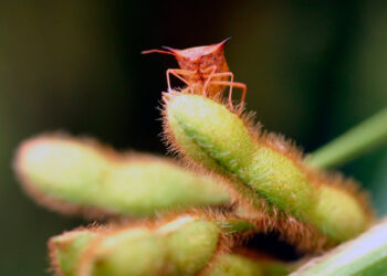 Infestação de percevejos na soja e milho preocupa mais de 80% dos produtores