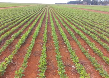 Manejo integrado e controle biológico estão entre estratégias para evitar prejuízos bilionários