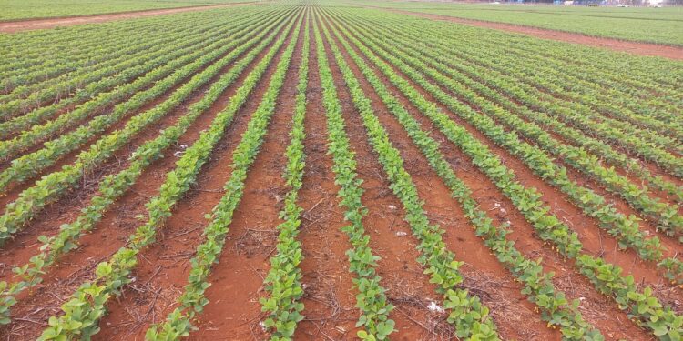 Manejo integrado e controle biológico estão entre estratégias para evitar prejuízos bilionários
