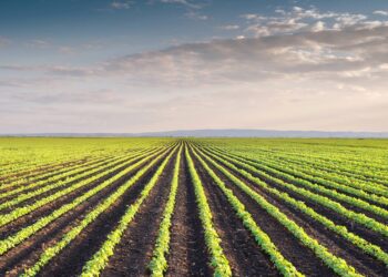 Seca e atraso no plantio da soja aumentam o risco de pragas e doenças