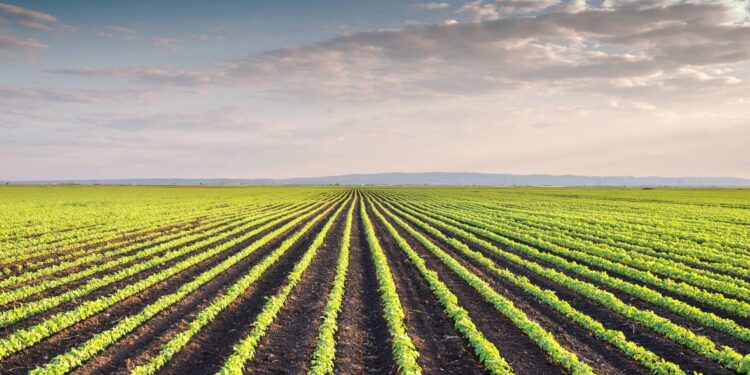 Seca e atraso no plantio da soja aumentam o risco de pragas e doenças