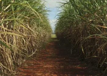 Setor sucroenergético alcança melhor desempenho da última década