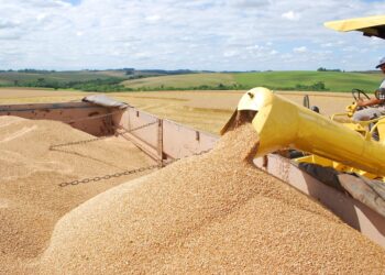 Goiás se consolida como líder na produção de trigo no Centro-Oeste