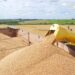 Goiás se consolida como líder na produção de trigo no Centro-Oeste