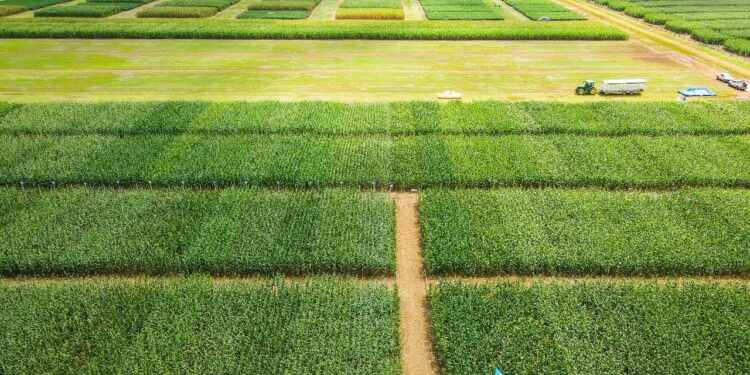 Produtividade no milho é destaque durante Encontro Técnico em Cuiabá