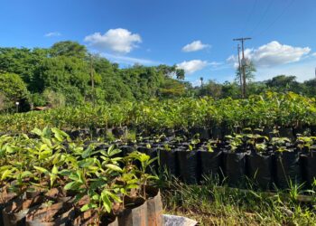 Rubi S.A. já doou quase 14 mil mudas de árvores em 2024