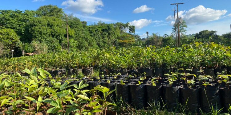 Rubi S.A. já doou quase 14 mil mudas de árvores em 2024