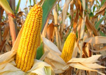Safra 2024/2025 de milho no Brasil: produtividade e o manejo integrado serão essenciais