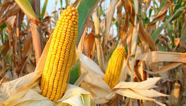 Safra 2024/2025 de milho no Brasil: produtividade e o manejo integrado serão essenciais