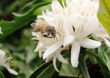 Banco do Brasil e AgroBee firmam parceria para impulsionar a agricultura sustentável