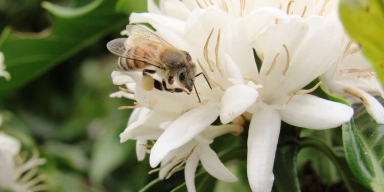 Banco do Brasil e AgroBee firmam parceria para impulsionar a agricultura sustentável