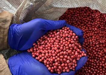 Agro-Sol impulsiona resultados com sementes tratadas