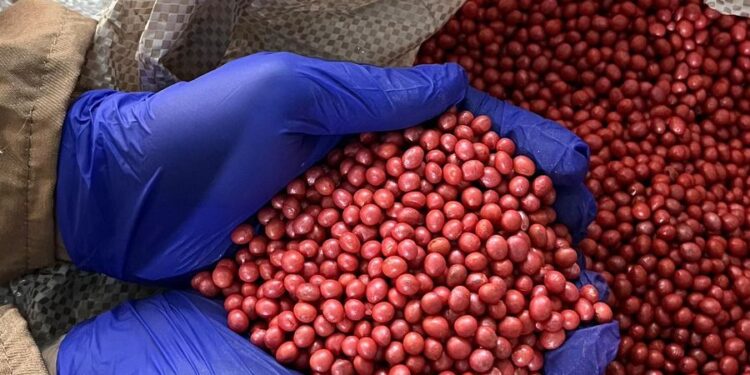 Agro-Sol impulsiona resultados com sementes tratadas