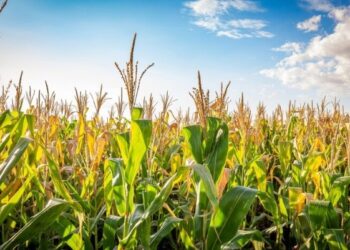 Combate ao percevejo barriga-verde no milho começa na lavoura de soja